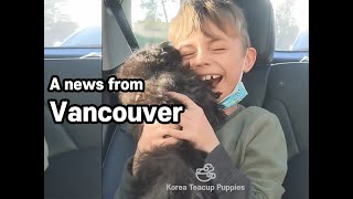 Our lovely Poodle met new family in Vancouver 💕 l Korea teacup puppies