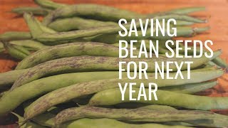 Saving Seeds for Next Year~~ Rattlesnake Beans
