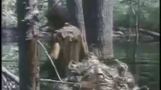 A Nymphoid Barbarian in Dinosaur Hell (1990) Video