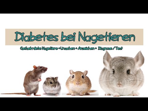 Honig bei Diabetes mellitus Neugeborene Blutzuckerrate