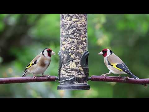 Forest Birdsong Nature Sounds. Cat Video
