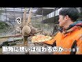 本命バレンタインをアライグマに渡したらまさかのアンサーだったw