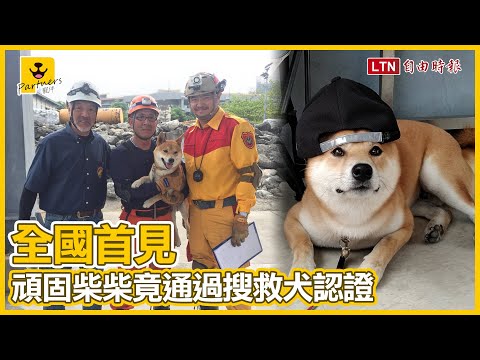 ​​​​​​​日本國寶級柴犬如何成為一個專業的搜救犬|飼主：全靠一句秘訣(柴老大新聞台)