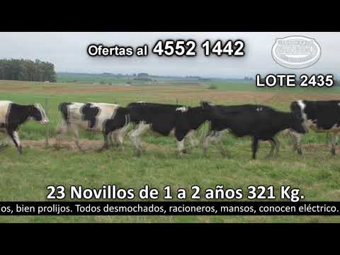 Lote 23 Novillos 1 a 2 años 23 HO 321kg -  en El Tesón. Puntas de Duraznito - R2 Parada Suarez - 20 km de Catalina y 20 Km de Rodó