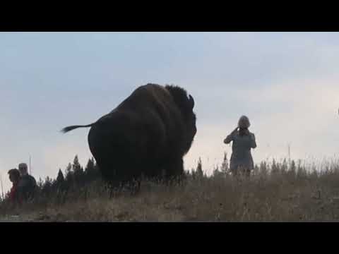 Bison charges tourist | Yellowstone national park
