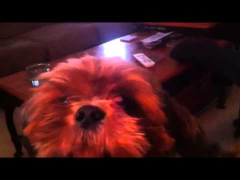 Penny The Dog Learning To Talk