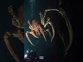 terrifying deep sea moments caught on camera 😱 shorts