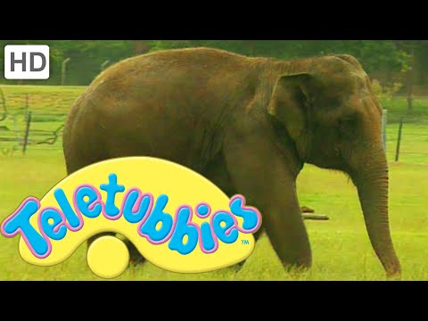 Teletubbies: Washing the Elephant - Full Episode