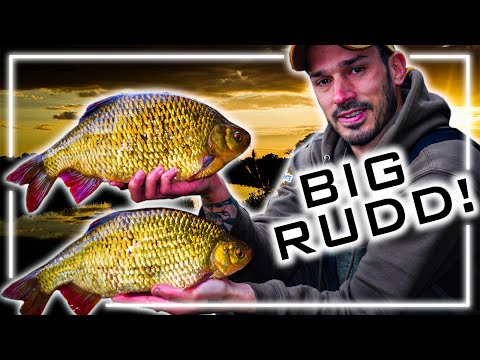 Fishing for Specimen Rudd | Daniel Woolcott | A Brace of 3's!