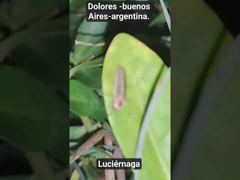 Dolores -buenos Aires-argentina. Luciérnaga