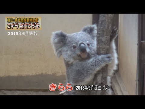 東山・絶滅危惧動物図鑑 コアラ来園35年