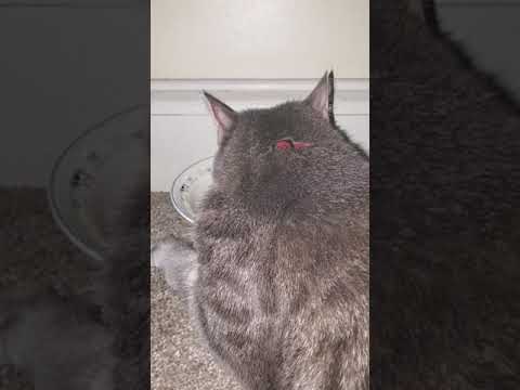 Toshiko the wonder cat!