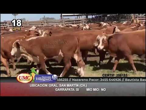 Lote 300 Terneros en Gral. San Martín, Chaco