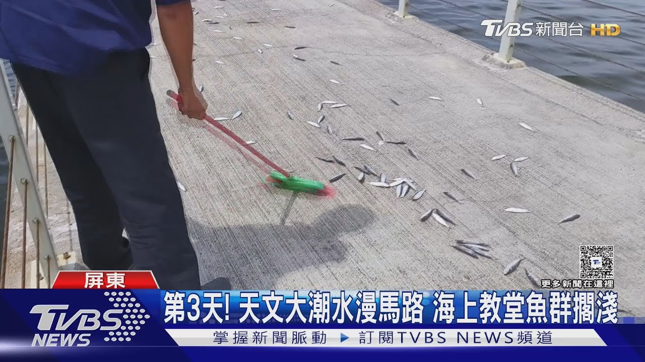 第3天!天文大潮水漫馬路 大鵬灣「海上教堂」魚群擱淺