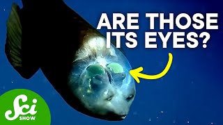 The Mystery of the Barreleye Fish