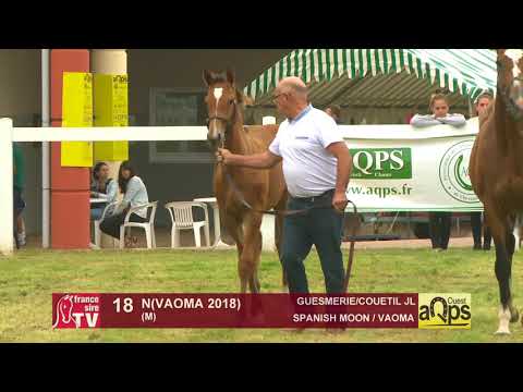 Show AQPS Ouest 2018 : Lot 18 - N(VAOMA 2018)
