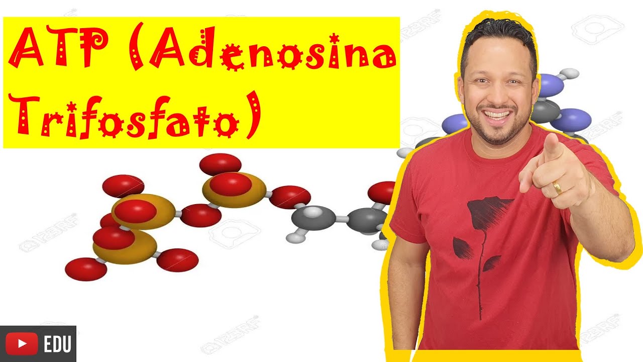 ATP (Adenosina Trifosfato) - Conceito / Função / Formação / Quebra - Bioenergética - Bioquímica