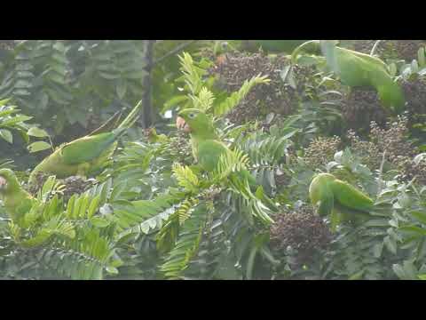 Pericos verdes centroamericanos en El Salvador
