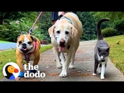 Cat Joins His Best Friend During His Daily Walk | The Dodo