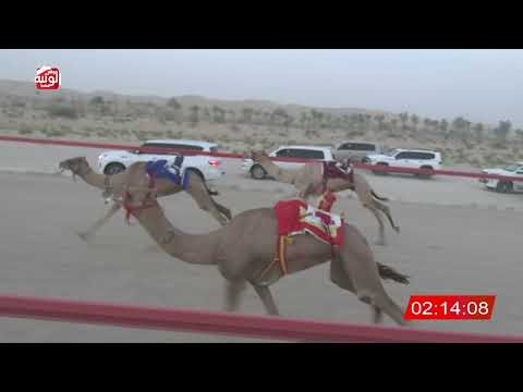  ش 2 (برجس) لـ خليفه عبدالله بن ثاني النعيمي 6:33 ، شارة الشيخ طحنون 2026/8/23 لقايا الخزنة