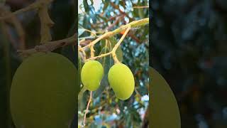 Download lagu nature baby mango #nature 🥭🥭🥭 mp3 Download lagu nature baby mango #nature 🥭🥭🥭 mp3