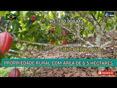 Sítio Produtivo, área de 6.5 hectares com 1.5 hectares de cacau, R$: 100.000 MIL Camamu - BA.