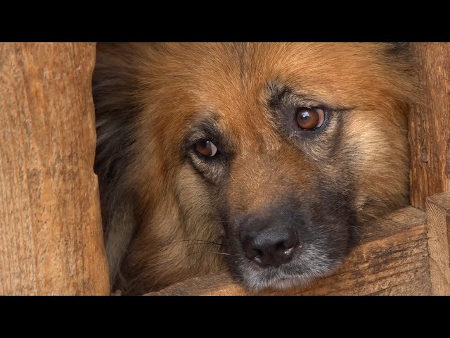 Штрафы за содержание домашних животных