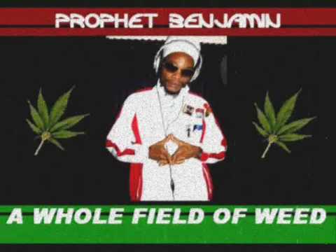 Prophet Benjamin- A Whole Field of Weed