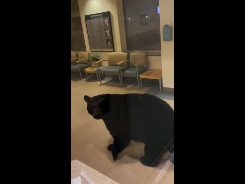 Bear raids Halloween candy after breaking into hospital