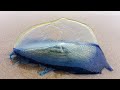 Velella Velella