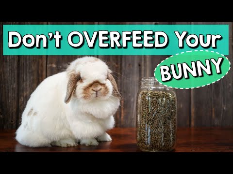 Rabbit Feeding Tips - Don't Overfeed Your Bunny!