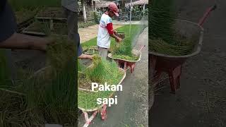 Download lagu cara membuat pakan ternak sapi modern mp3