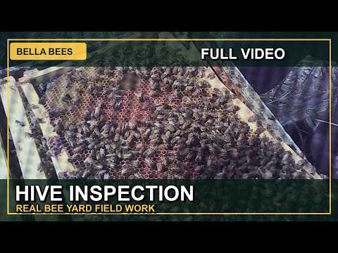 Bella Bees previous real bee yard field work YouTube thumbnail