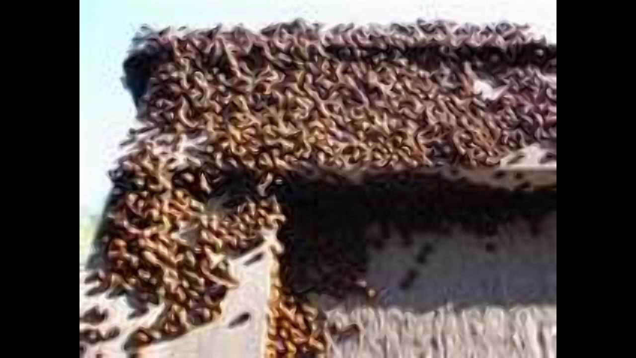 LadyBug Invasion and coloring page