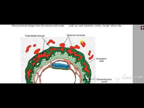Extraembryonic mesoderm