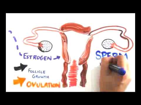 Plan B emergency contraceptive - Description of the science the abortion