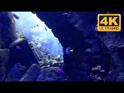 4K Underwater Seascape with Tropical Marine Fish