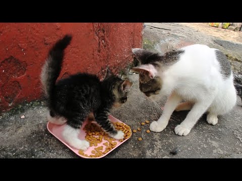 Mother cat growls at her kitten not to finish the food