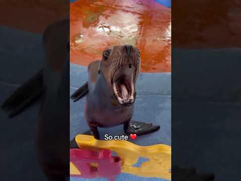 en tehlükeli yırtıcı | aze dublaj