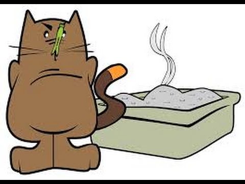 Top Reasons For A Cat To Stop Using The Litter Box
