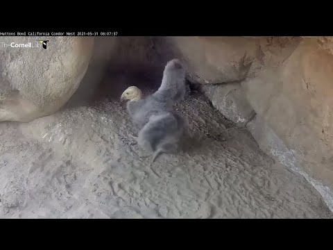 Curious Condor Chick Flaps Wings, Explores Nest Cave  – May 31, 2021