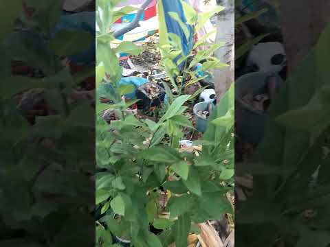 Lojao agro mudas de ibiracatu minas gerais diresao ?dimas dias dos reis