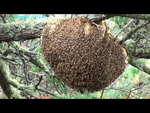 Iskustva profi pčelara : Od uhvaćenog tuđeg roja - do 400 košnica!
