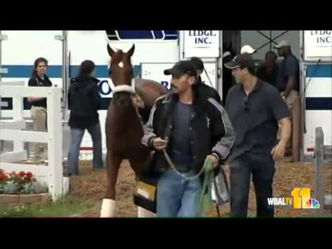 I'll Have Another arrives at Pimlico Race Course in northwest Baltimore