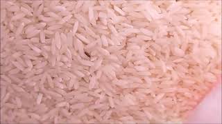 Bugs found in rice bought from big store, NOT Rice weevil