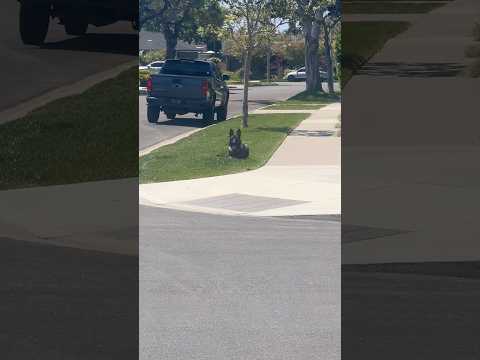 5 month old German shepherd kills the “stop sit” street safety drill now#germanshepherd #puppy #dog
