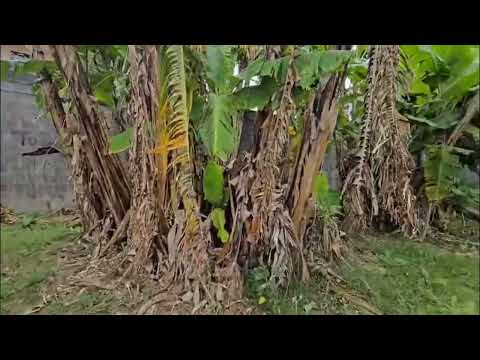 Imagen de Venta de Lotes y Terrenos en Trinidad - Moravia Trinidad - SAN JOSÉ