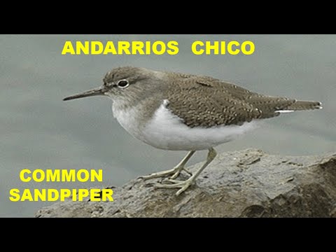 ANDARRIOS CHICO | COMMON SANDPIPER | Actitis hypoleucos