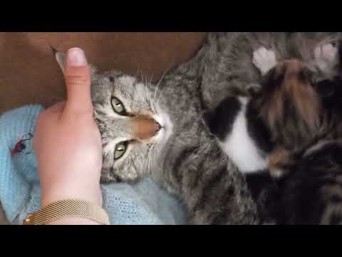 My cats 😍so cute 😍 💕