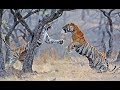 The Tigress Machli Fight With Male Tiger T6 Romeo At Ranthambore NP
